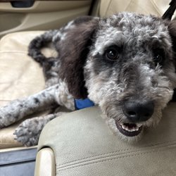 Heidi's Grooming