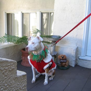 Holly's Hounds - Mellie at Christmas. Mellie LOVES her Aunt Holly. - Dog Walkers Near Me Holly's Hounds - Mellie at Christmas. Mellie LOVES her Aunt Holly. - Dog Walkers Near Me