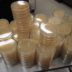 Wesbrook Building - The University of British Columbia - I made all these Petri plates (and more!).