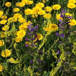 Naturlehrpfad Riedholz zwischen Grettstadt und Schwebheim