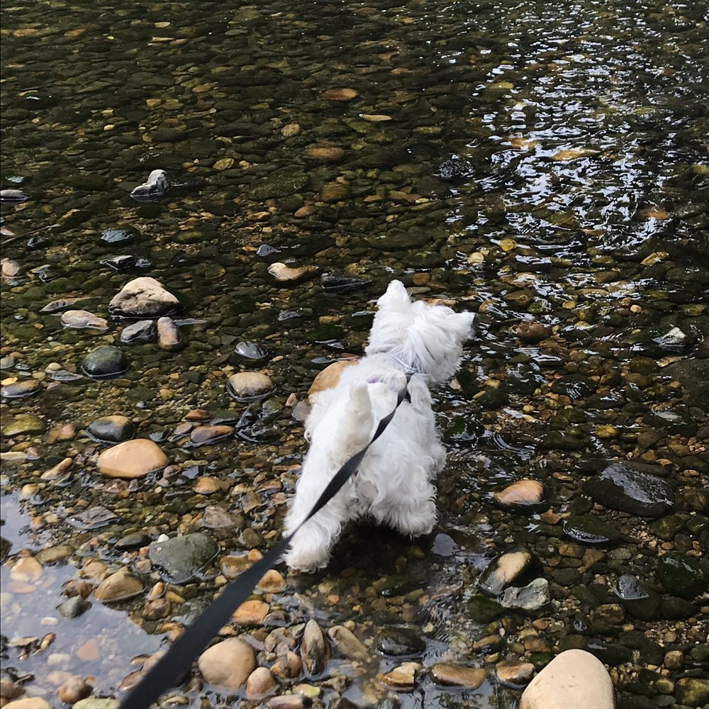 Katie playing in the river that runs through the dog park! Katie playing in the river that runs through the dog park!
