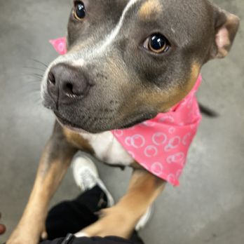 PetSmart - Pet Training Near Me - Compton, California