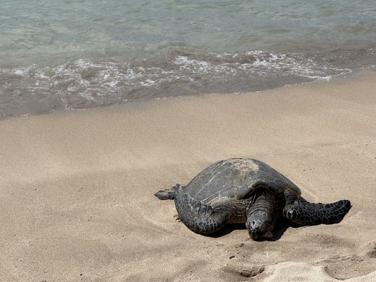 Slaughterhouse Beach by null