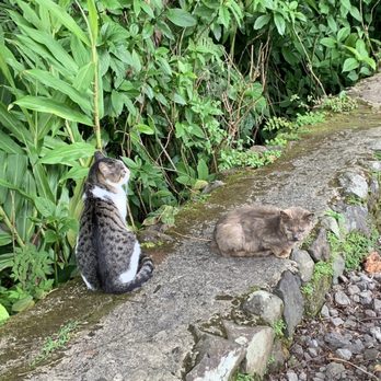 Akaka Falls State Park - Cat colony - Parks Near Me - Honomu, Hawaii