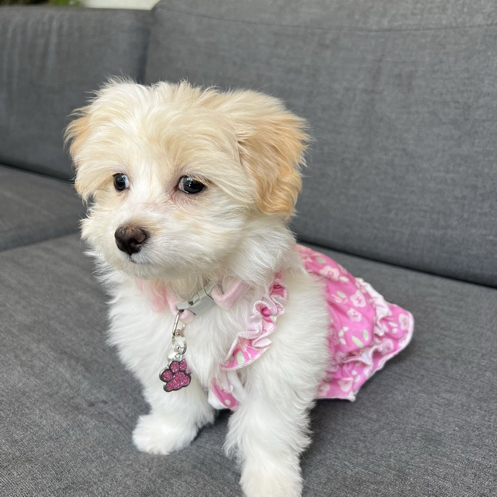 Dot Cafe - My pup's first outing at this very pet friendly cafe! - Coffee & Tea Near Me - San Diego, California Dot Cafe - My pup's first outing at this very pet friendly cafe! - Coffee & Tea Near Me - San Diego, California