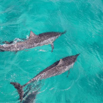 And You Creations - Dolphins - Boat Charters Near Me - Honolulu, Hawaii