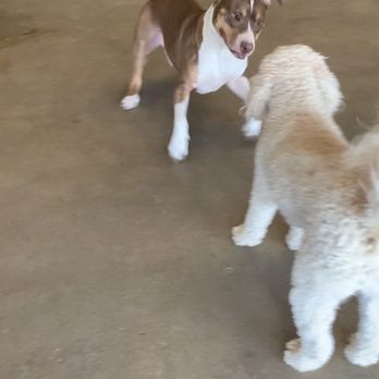 Midlo Mutt Hut - Pet Groomers Near Me - Midlothian, Texas Midlo Mutt Hut - Pet Groomers Near Me - Midlothian, Texas