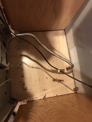 Rodent Removal - Dropping Found - PestMed’s rodent elimination service is designed to provide comprehensive and lasting solutions to any rodent problem. Our team of experts meticulously inspects every nook and cranny of your home, from attics and crawlspaces to rooftops, ensuring that no rodent remains hidden. Using eco-friendly methods, we safely and effectively remove rodents, ensuring the safety of your family and pets. We don’t just eliminate the problem; we also implement preventive measures to keep your home rodent-free in the long term.
Our services include rodent removal, rodent proofing, insulation cleanup and replacement, and dead animal removal. We focus on creating a barrier that rodents cannot penetrate, offering you peace of mind and a secure home environment. Our technicians will also educate you on personalized habitat modification techniques to prevent future infestations.
Experience the difference with PestMed's dedicated rodent elimination services. Our family-owned business treats your home as if it were our own, ensuring the highest level of care and attention. Book your rodent elimination service online today and take the first step towards a rodent-free home. Rodent Removal - Dropping Found - PestMed’s rodent elimination service is designed to provide comprehensive and lasting solutions to any rodent problem. Our team of experts meticulously inspects every nook and cranny of your home, from attics and crawlspaces to rooftops, ensuring that no rodent remains hidden. Using eco-friendly methods, we safely and effectively remove rodents, ensuring the safety of your family and pets. We don’t just eliminate the problem; we also implement preventive measures to keep your home rodent-free in the long term.
Our services include rodent removal, rodent proofing, insulation cleanup and replacement, and dead animal removal. We focus on creating a barrier that rodents cannot penetrate, offering you peace of mind and a secure home environment. Our technicians will also educate you on personalized habitat modification techniques to prevent future infestations.
Experience the difference with PestMed's dedicated rodent elimination services. Our family-owned business treats your home as if it were our own, ensuring the highest level of care and attention. Book your rodent elimination service online today and take the first step towards a rodent-free home.
