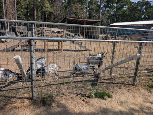 Aloha Safari Park by null