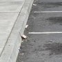 Grocery Outlet