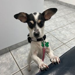 Dog
