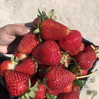 Greenbrier Farms - Nurseries & Gardening Near Me - Chesapeake, Virginia