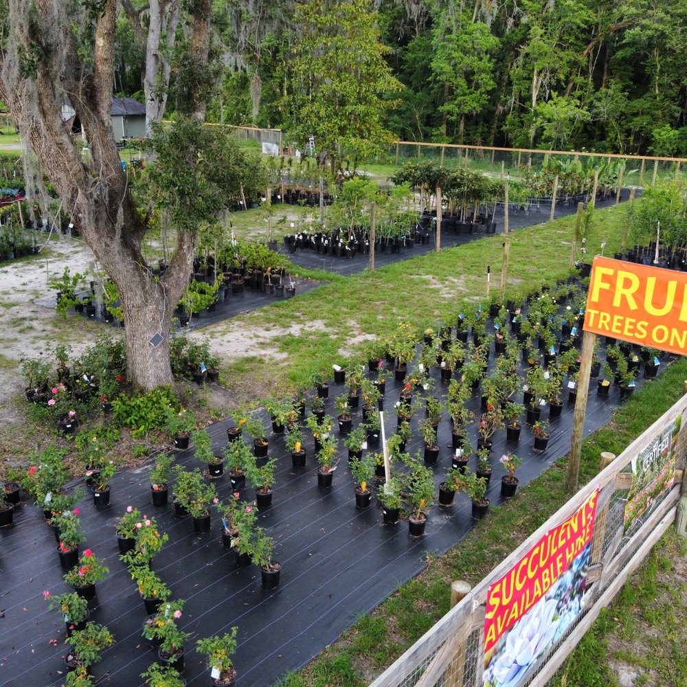 Where is Best Price Nursery Plant in Jacksonville Florida: Top Picks Revealed 2 Where is Best Price Nursery Plant in Jacksonville Florida: Top Picks Revealed