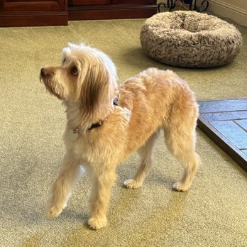 Wash Your Paws - Pet Groomers Near Me - Atascadero, California Wash Your Paws - Pet Groomers Near Me - Atascadero, California