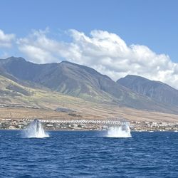 The Magic Merman Snorkel Charters - Male and female breaching