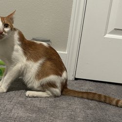 Plano Animal Services