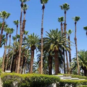 Diamond Tree Service - Just a Little Palm Tree Work - Tree Services Near Me - Temecula, California Diamond Tree Service - Just a Little Palm Tree Work - Tree Services Near Me - Temecula, California