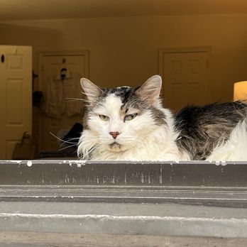 Citibank - My beautiful cat - Banks & Credit Unions Near Me - Forest Hills, New York