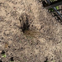 Personal Preference Landscape Care - Replanted grasses