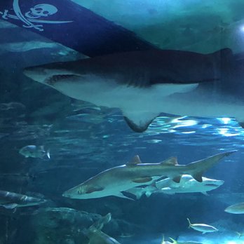 Ripley's Mirror Maze - Sharks - Aquariums Near Me - Myrtle Beach, South Carolina Ripley's Mirror Maze - Sharks - Aquariums Near Me - Myrtle Beach, South Carolina