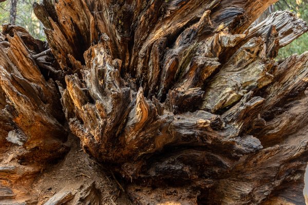 Calaveras Big Trees State Park by null