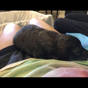 Love4oodles - Jasmine when we first met her - Pet Breeders Near Me