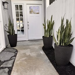 Three of the six snake plants for the front entry Three of the six snake plants for the front entry