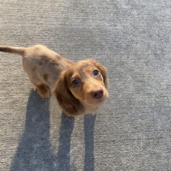 Southern Style Puppies - Pet Adoption Near Me
