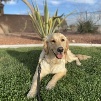 Training Tails K9 Services - Pet Training Near Me - Phoenix, Arizona Training Tails K9 Services - Pet Training Near Me - Phoenix, Arizona