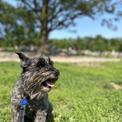 Bay Street Animal Hospital - my dog simon
