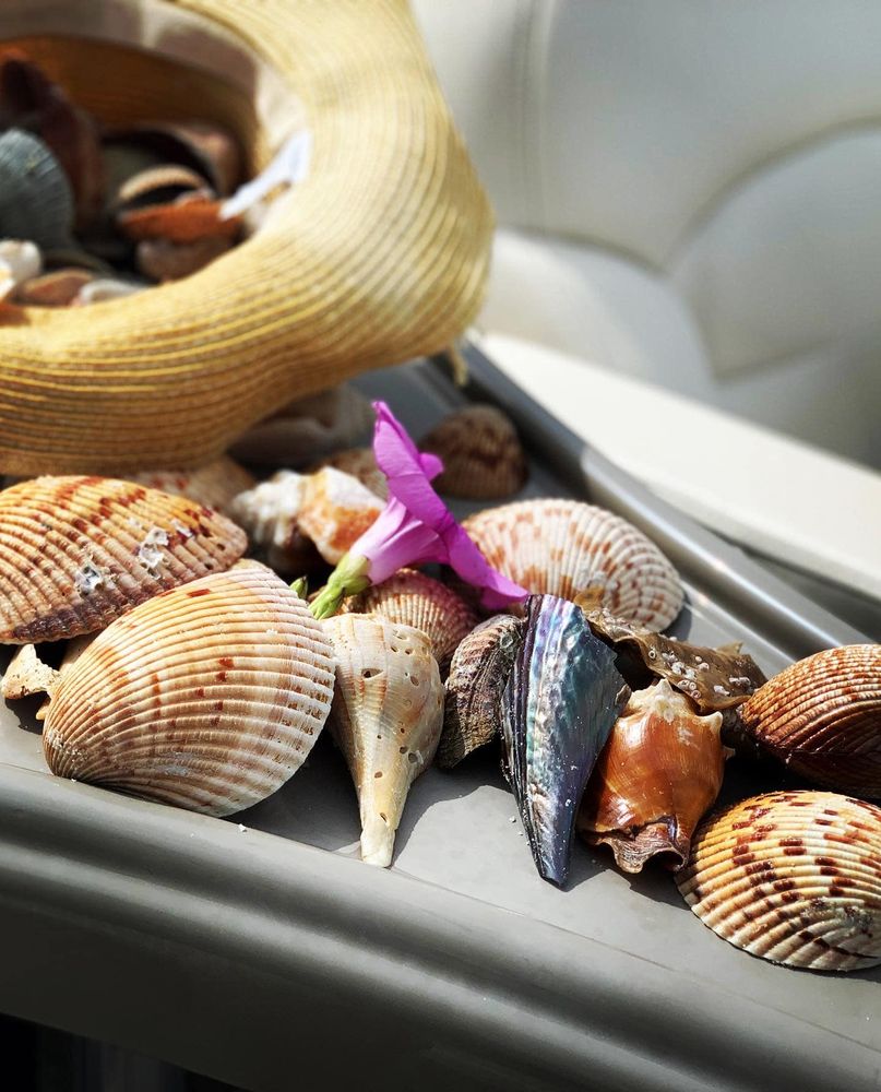 REEL RUNNER GULF ADVENTURES Updated September 2024 Dunedin, Florida