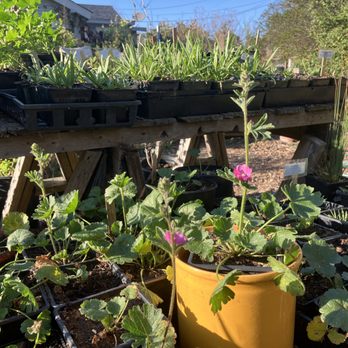Larner Seeds - Checkerbloom (Sidalcea malviflora) starts in the Larner Seeds Nursery - Nurseries & Gardening Near Me - Bolinas, California Larner Seeds - Checkerbloom (Sidalcea malviflora) starts in the Larner Seeds Nursery - Nurseries & Gardening Near Me - Bolinas, California