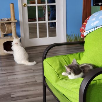 Bajah's Cat Cafe - Ignore lol - Cafes Near Me - Tiverton, Rhode Island