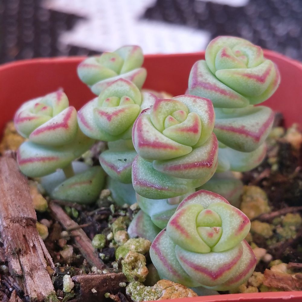 Rojas Succulents and Cacti - Nurseries & Gardening Near Me - Fallbrook, California