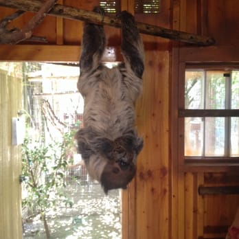 Wildlife Learning Center - Lola was amazing! Worth the extra fee to meet and feed her!!! - Zoos Near Me - Sylmar, California Wildlife Learning Center - Lola was amazing! Worth the extra fee to meet and feed her!!! - Zoos Near Me - Sylmar, California