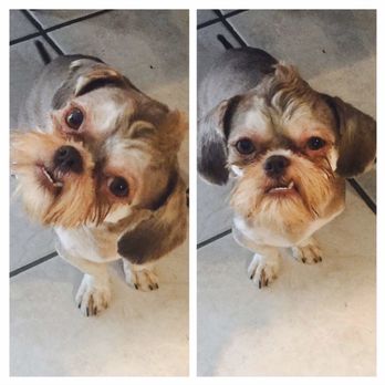 Almost Human Pet Grooming - Cute mohawk - Pet Groomers Near Me - Clute, Texas