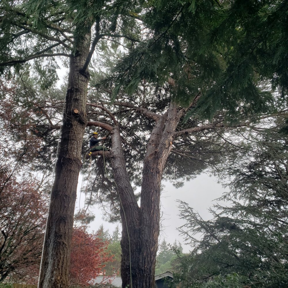 Savage Tree Care - Tree Services Near Me Savage Tree Care - Tree Services Near Me