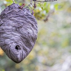 Advanced Exterminating - Jim took out my wasp nest quickly!
