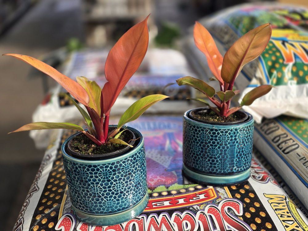 GREEN THUMB NURSERY - Updated February 2026 - 450 Photos & 352 Reviews ...