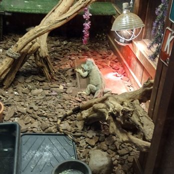 WINKING LIZARD TAVERN - Updated June 2024 - 158 Photos & 85 Reviews