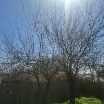 Liberty Tree Service - The before shot. - Tree Services Near Me