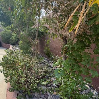 M&D Trees & Landscape - Backyard shrubs hacked. - Tree Services Near Me - Enterprise, Nevada
