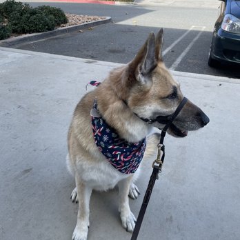 Styles Pet Grooming - Pet Groomers Near Me - Yucaipa, California