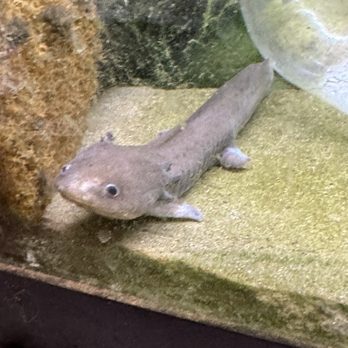 Gallery of Pets - Every single axolotl in this tank is in this horrific state. - Pet Stores Near Me - Austin, Texas
