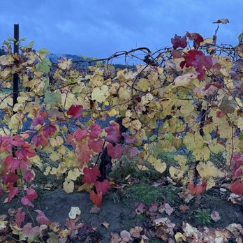 Ankeny Vineyard - Beautiful when the leaves are changing - Wineries Near Me - Salem, Oregon