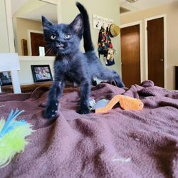 Starling is available for adoption!
