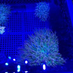 River City Aquatics - Rainbow bubble tip coral