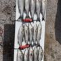 Jacob’s Striper guide service