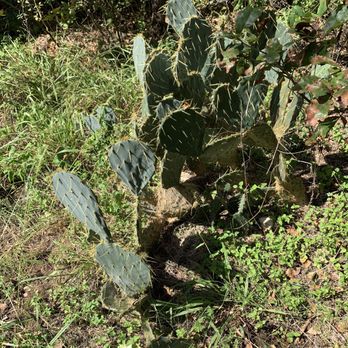 Mayfield Park - Cactus on the trail - Parks Near Me - Austin, Texas