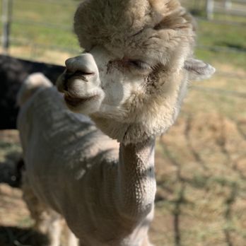 Canzelle Alpacas - Farms Near Me - Carpinteria, California